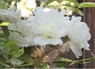 ���ո���